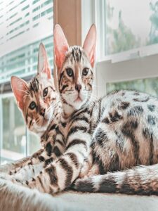 Bengal cat