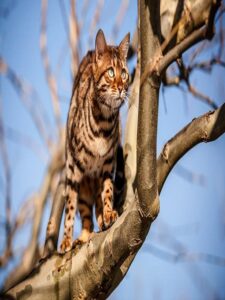 Bengal cat