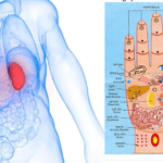 Acupressure Points for Kidney Creatinine